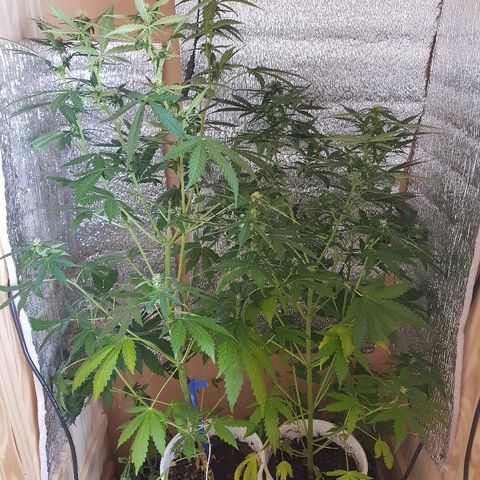 Candy amnesia  growlog timeline photo