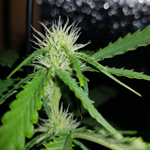 Candy amnesia  growlog timeline photo