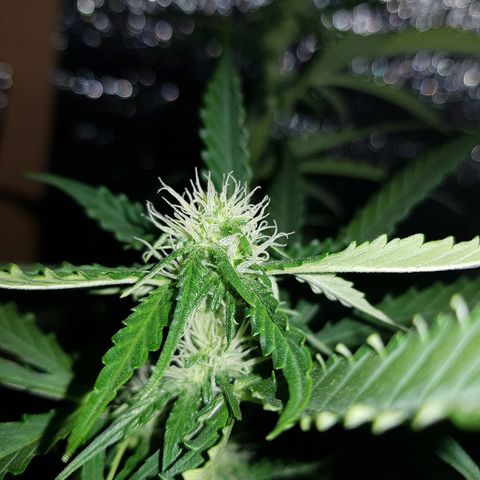 Candy amnesia  growlog timeline photo