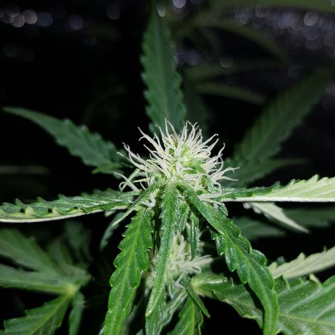 Candy amnesia  growlog timeline photo