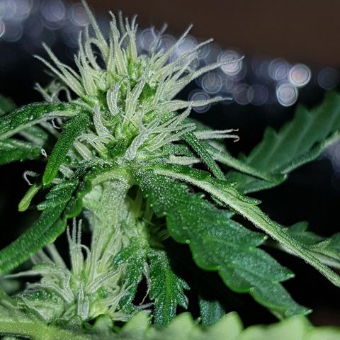 Candy amnesia  growlog timeline photo