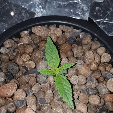 Do Si Dos growlog timeline photo