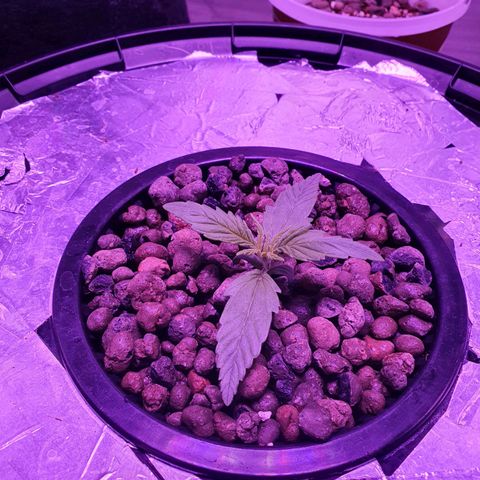 Do Si Dos growlog timeline photo