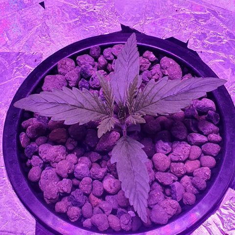 Do Si Dos growlog timeline photo