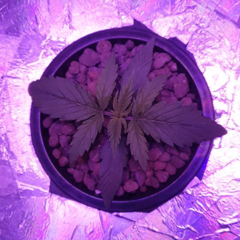 Do Si Dos growlog timeline photo