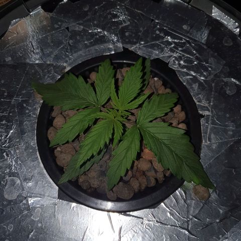 Do Si Dos growlog timeline photo