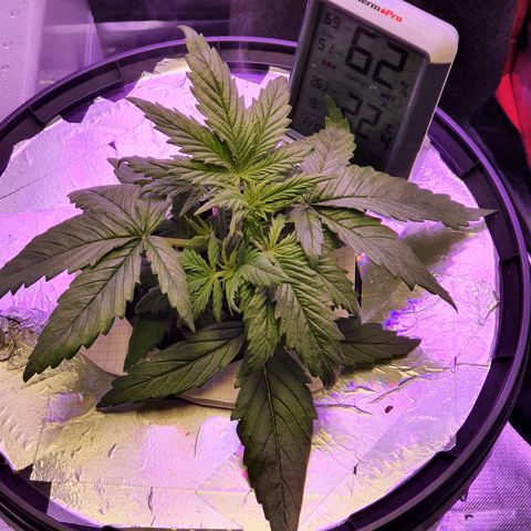 Do Si Dos growlog timeline photo