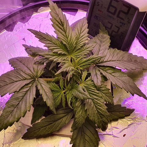 Do Si Dos growlog timeline photo