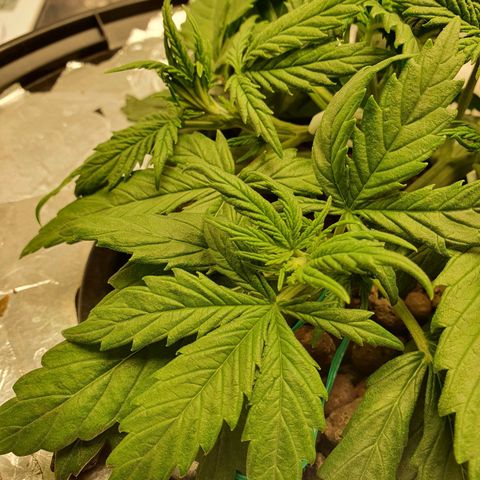 Do Si Dos growlog timeline photo