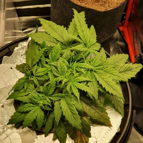 Do Si Dos growlog timeline photo