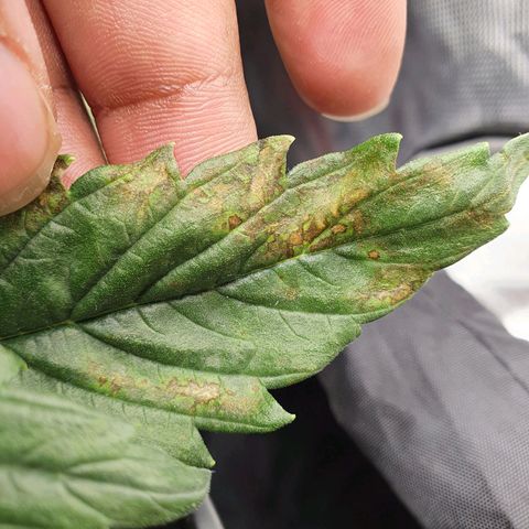 Do Si Dos growlog photo: Leaves to check progression of deficiency or possibly root rot 