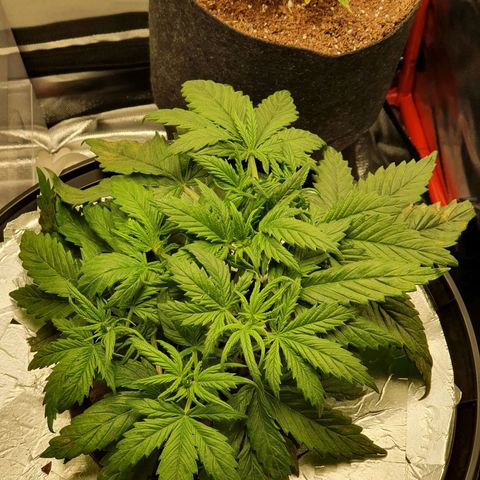 Do Si Dos growlog photo: Leaves to check progression of deficiency or possibly root rot 