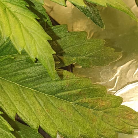 Do Si Dos growlog photo: Leaves to check progression of deficiency or possibly root rot 