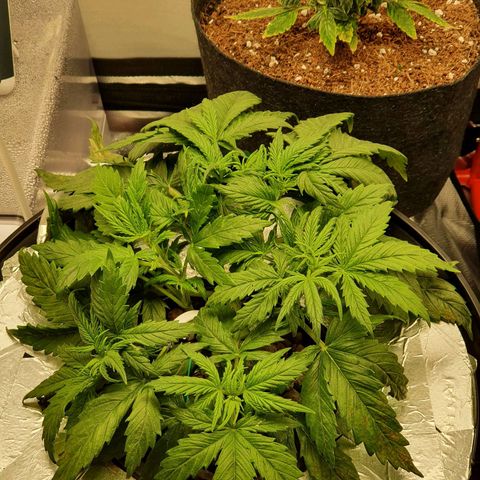 Do Si Dos growlog timeline photo