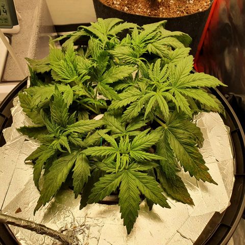 Do Si Dos growlog timeline photo
