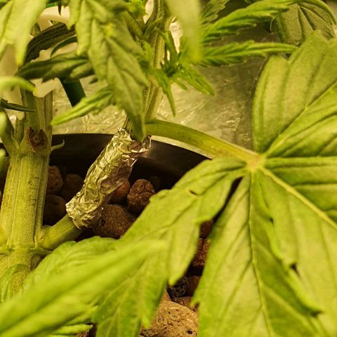 Do Si Dos growlog timeline photo