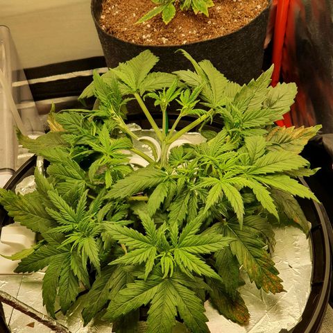 Do Si Dos growlog timeline photo