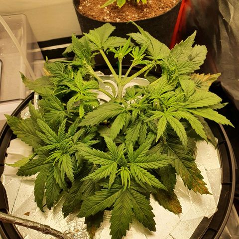 Do Si Dos growlog timeline photo