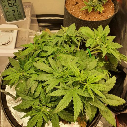 Do Si Dos growlog timeline photo