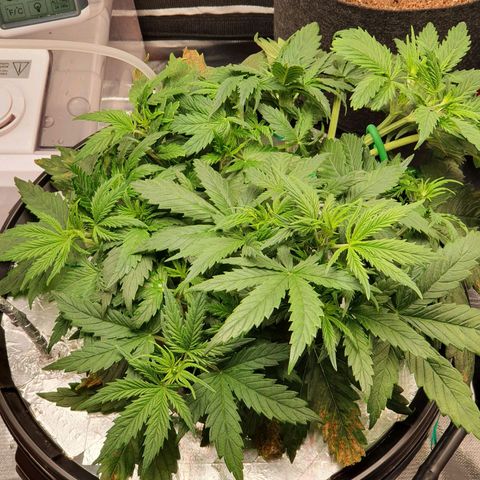 Do Si Dos growlog timeline photo