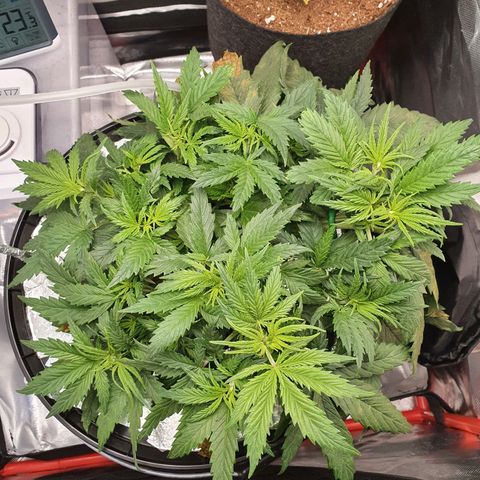 Do Si Dos growlog timeline photo