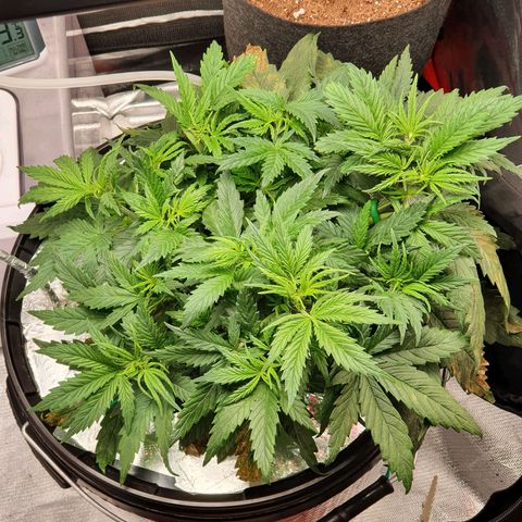 Do Si Dos growlog timeline photo