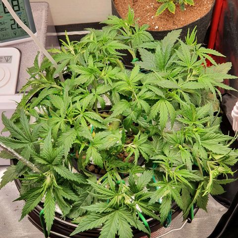 Do Si Dos growlog timeline photo