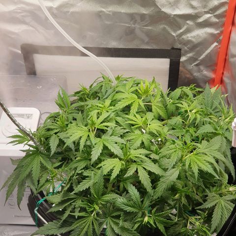 Do Si Dos growlog timeline photo