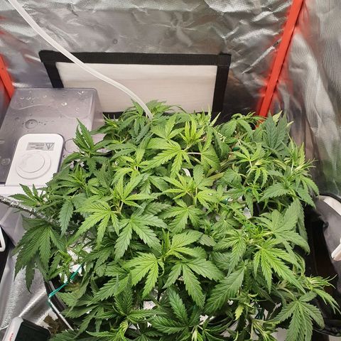 Do Si Dos growlog timeline photo