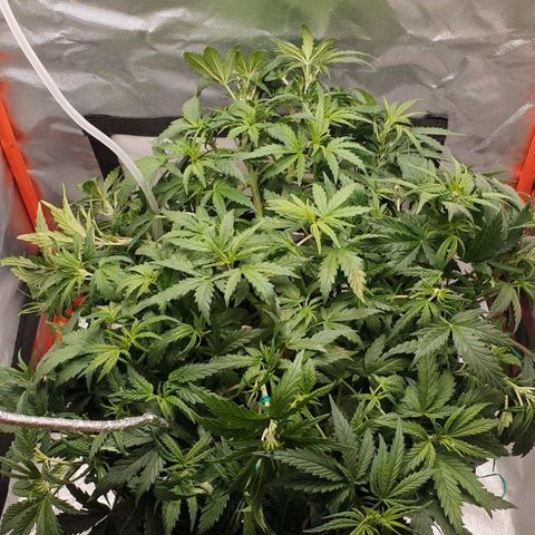 Do Si Dos growlog timeline photo