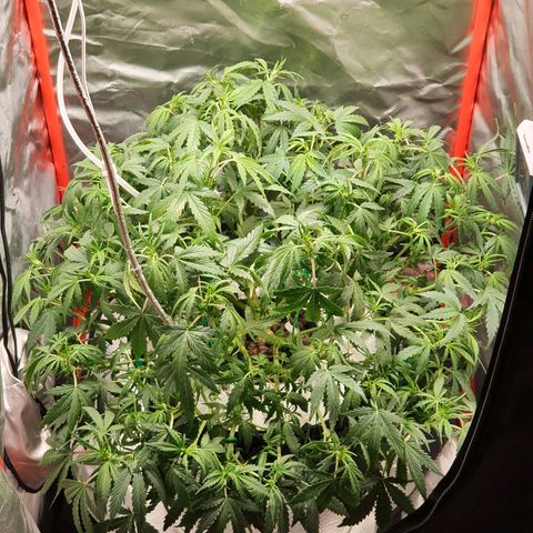 Do Si Dos growlog timeline photo