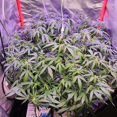 Do Si Dos growlog timeline photo