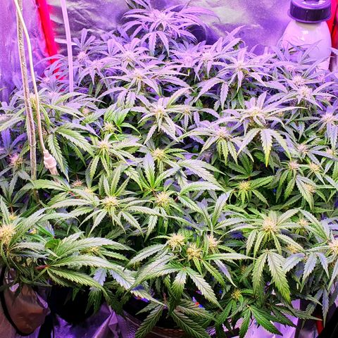 Do Si Dos growlog timeline photo