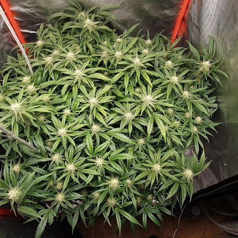 Do Si Dos growlog timeline photo