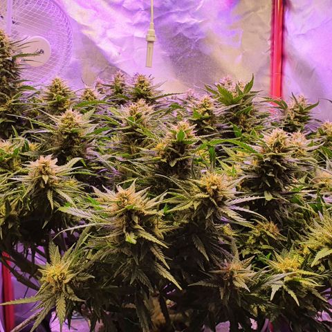 Do Si Dos growlog timeline photo