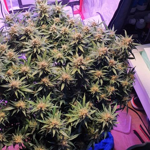 Do Si Dos growlog timeline photo