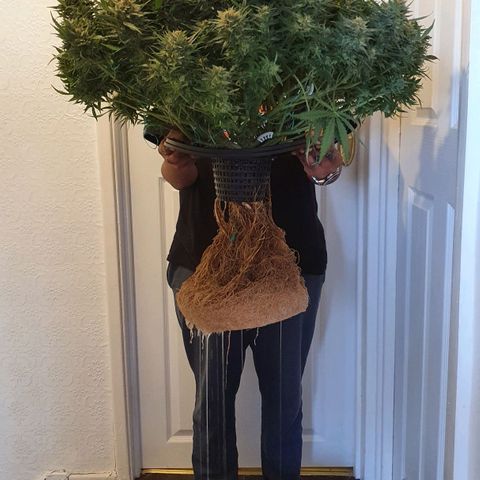 Do Si Dos growlog timeline photo
