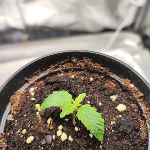 White Widow #1 growlog timeline photo