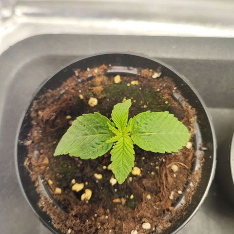 Dos si Dos 33 #1 growlog timeline photo