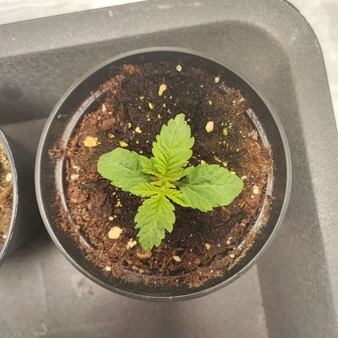 White Widow #1 growlog timeline photo