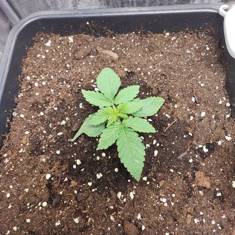 Dos si Dos 33 #1 growlog timeline photo