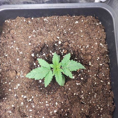 White Widow #1 growlog timeline photo