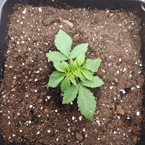Dos si Dos 33 #1 growlog timeline photo