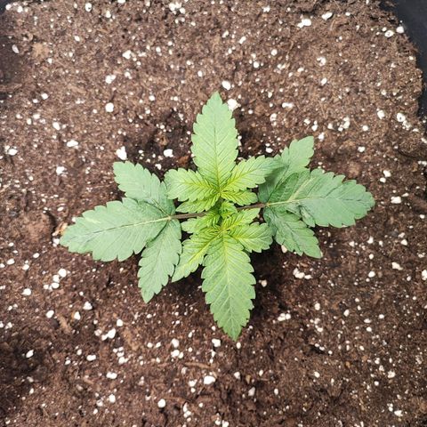 White Widow #1 growlog timeline photo