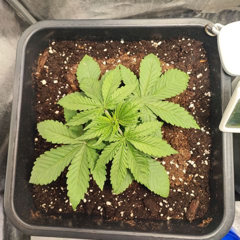 Dos si Dos 33 #1 growlog timeline photo