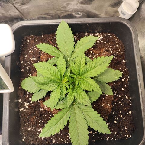 White Widow #1 growlog timeline photo
