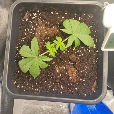 Dos si Dos 33 #1 growlog photo: Manifolding 