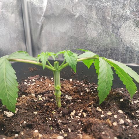 Dos si Dos 33 #1 growlog photo: Manifolding 