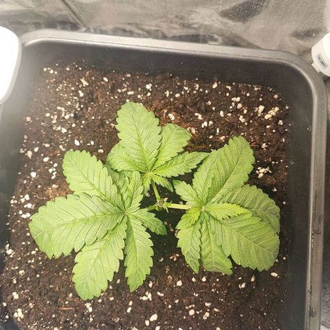 White Widow #1 growlog photo: Manifolding con fillotassi spiralata 