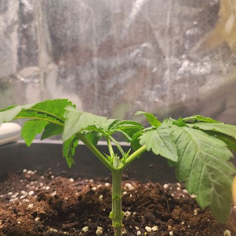 White Widow #1 growlog photo: Manifolding con fillotassi spiralata 